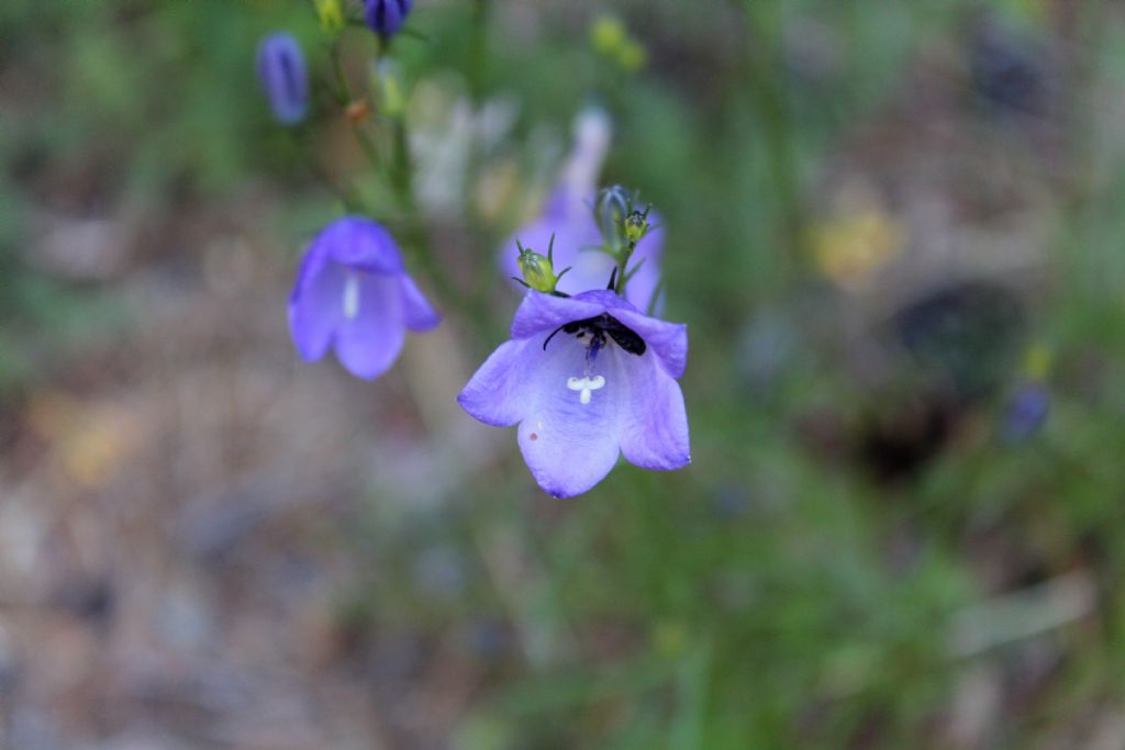 Campanula rotundifolia / Campanula soldanella